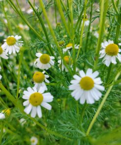 Summer Herbal Apothecary – Complete Set - Image 3