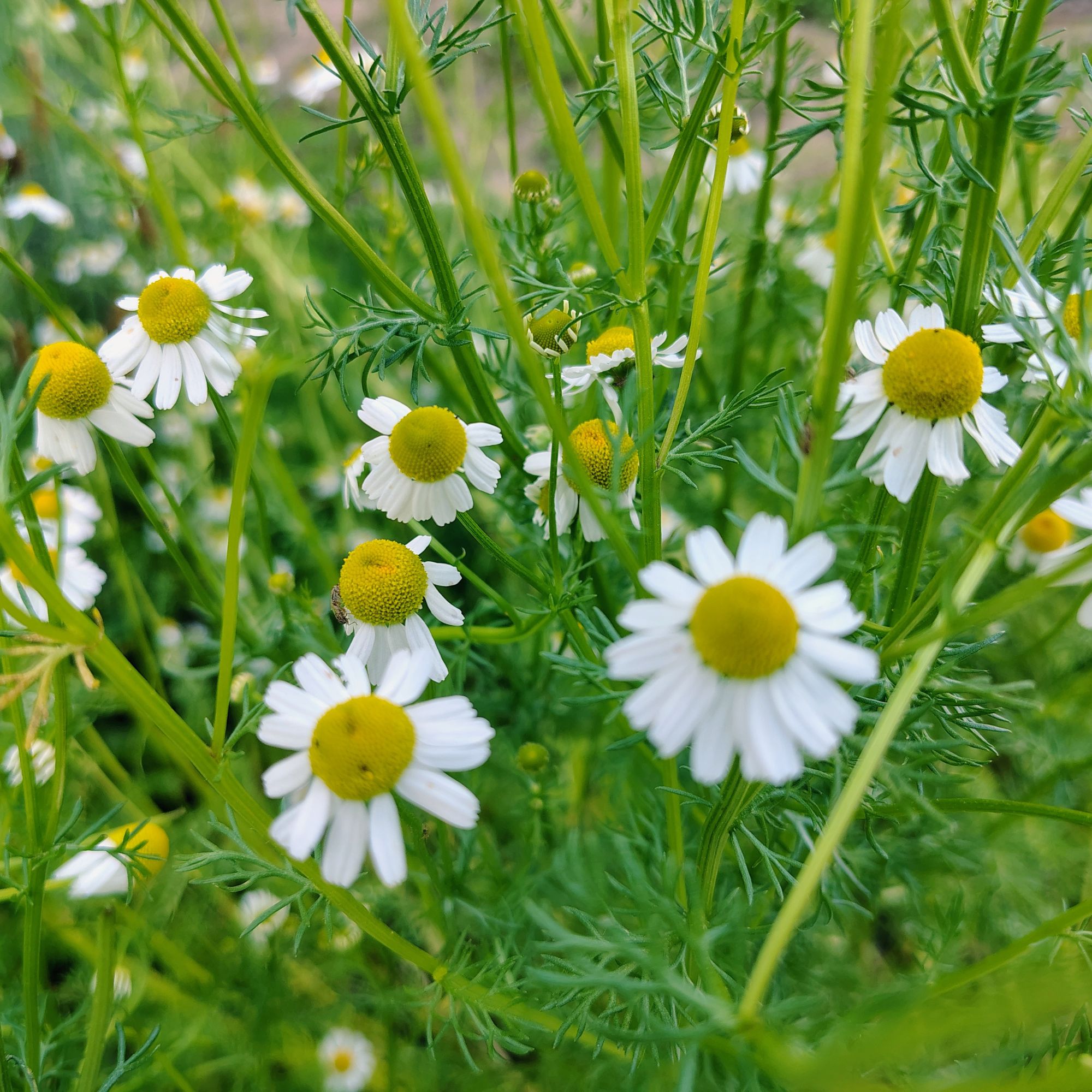 Summer Herbal Apothecary – Complete Set - Image 3